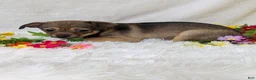 Chihuahua dogs for sale: Little bear - Ad 5