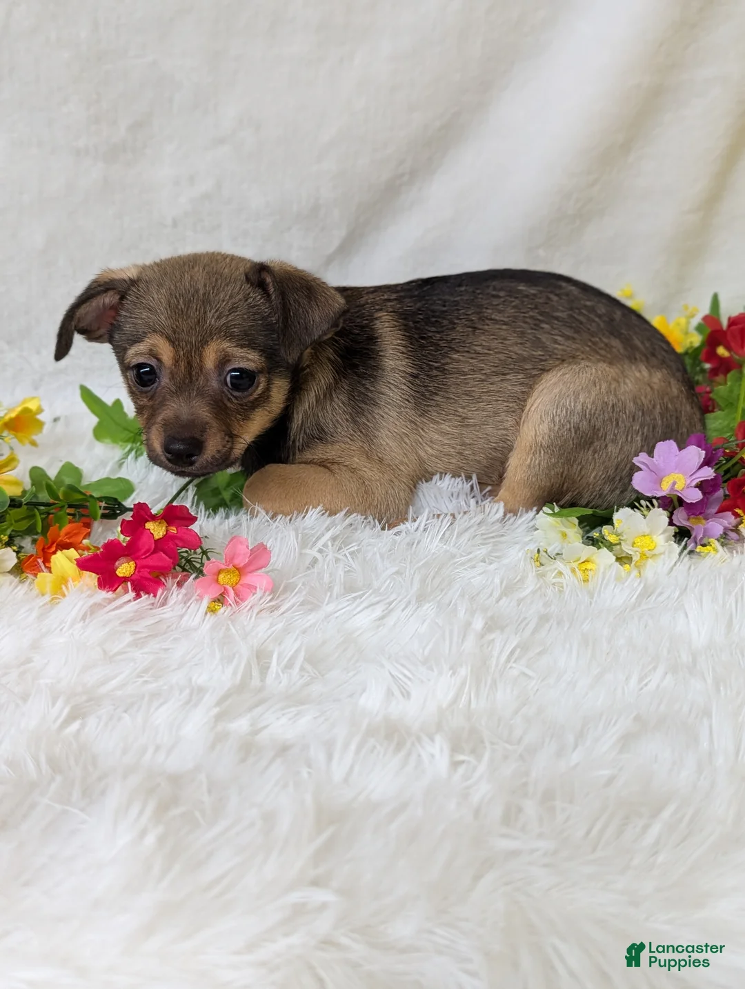 Chihuahua dogs for sale: Little bear - Ad 5