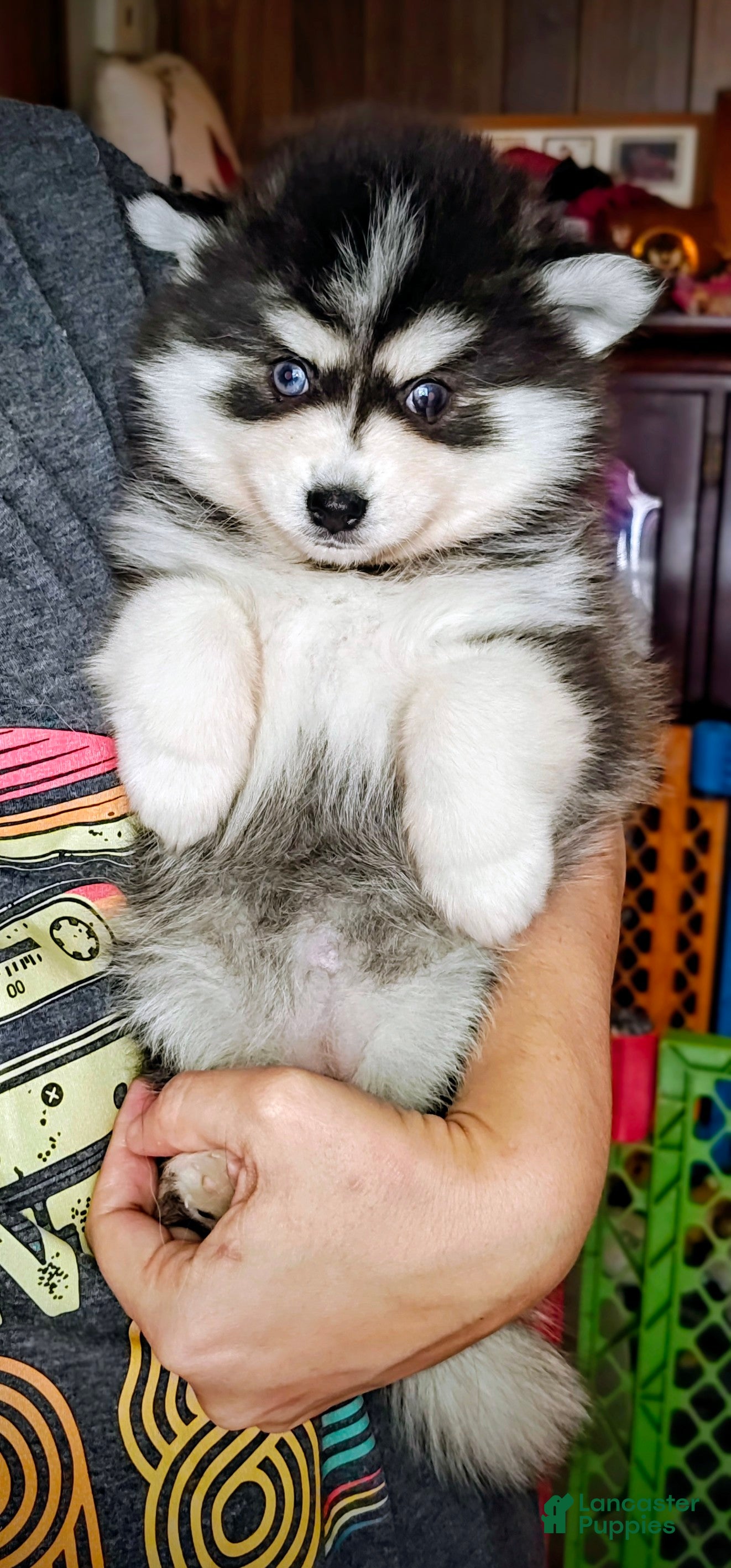 Pomsky dogs Pomsky Puppy 1 - Ad 41
