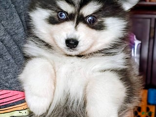 Pomsky dogs Pomsky Puppy 1 - Ad 41
