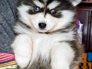 Pomsky dogs Pomsky Puppy 1 - Ad 13