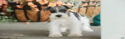 Miniature Schnauzer dogs for sale: Quinn Miniature Schnauzer  - Ad 9