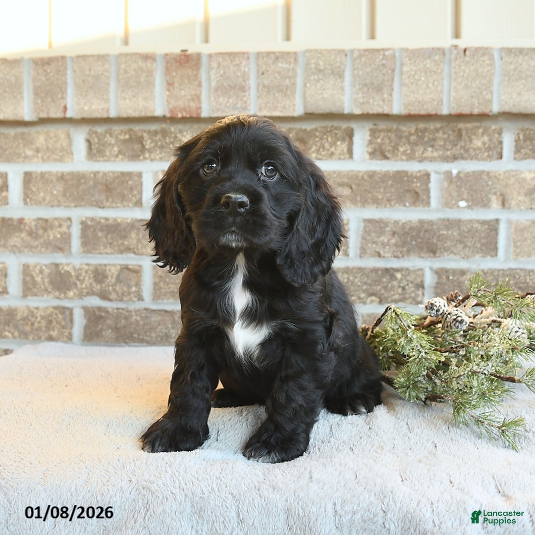 Cocker Spaniel dogs for sale: Shadow - Ad 2