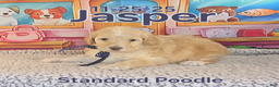 Standard Poodle dogs for sale: Jasper - Ad 3