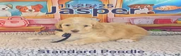 Standard Poodle dogs for sale: Jasper - Ad 3