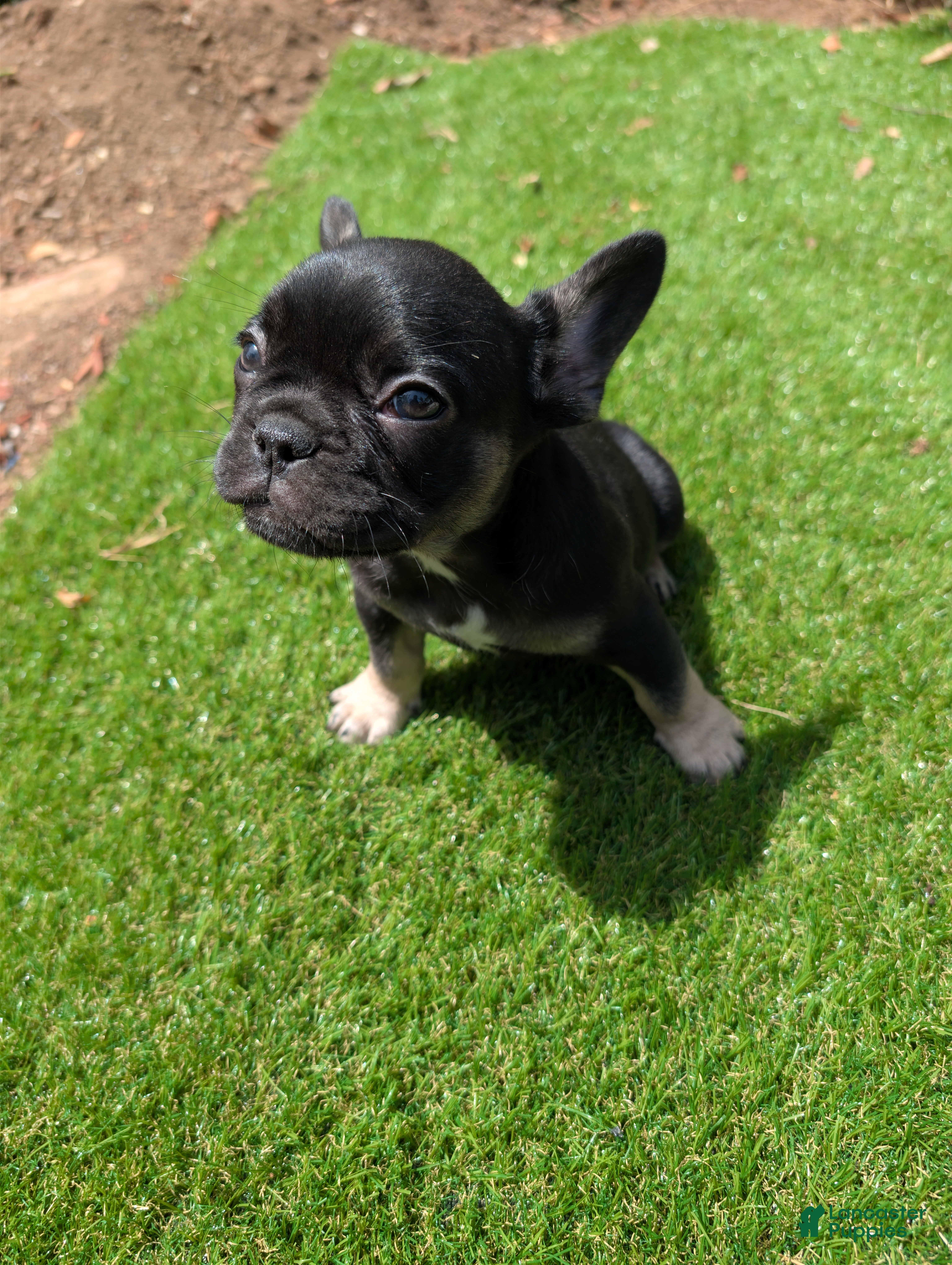 French Bulldog dogs French Bulldog Puppy 1 - Ad 30