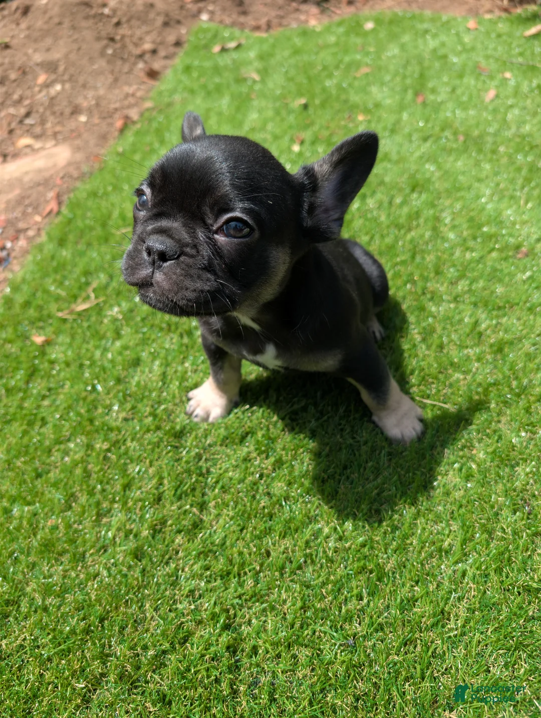 French Bulldog dogs for sale: French Bulldog Puppy 1 - Ad 1