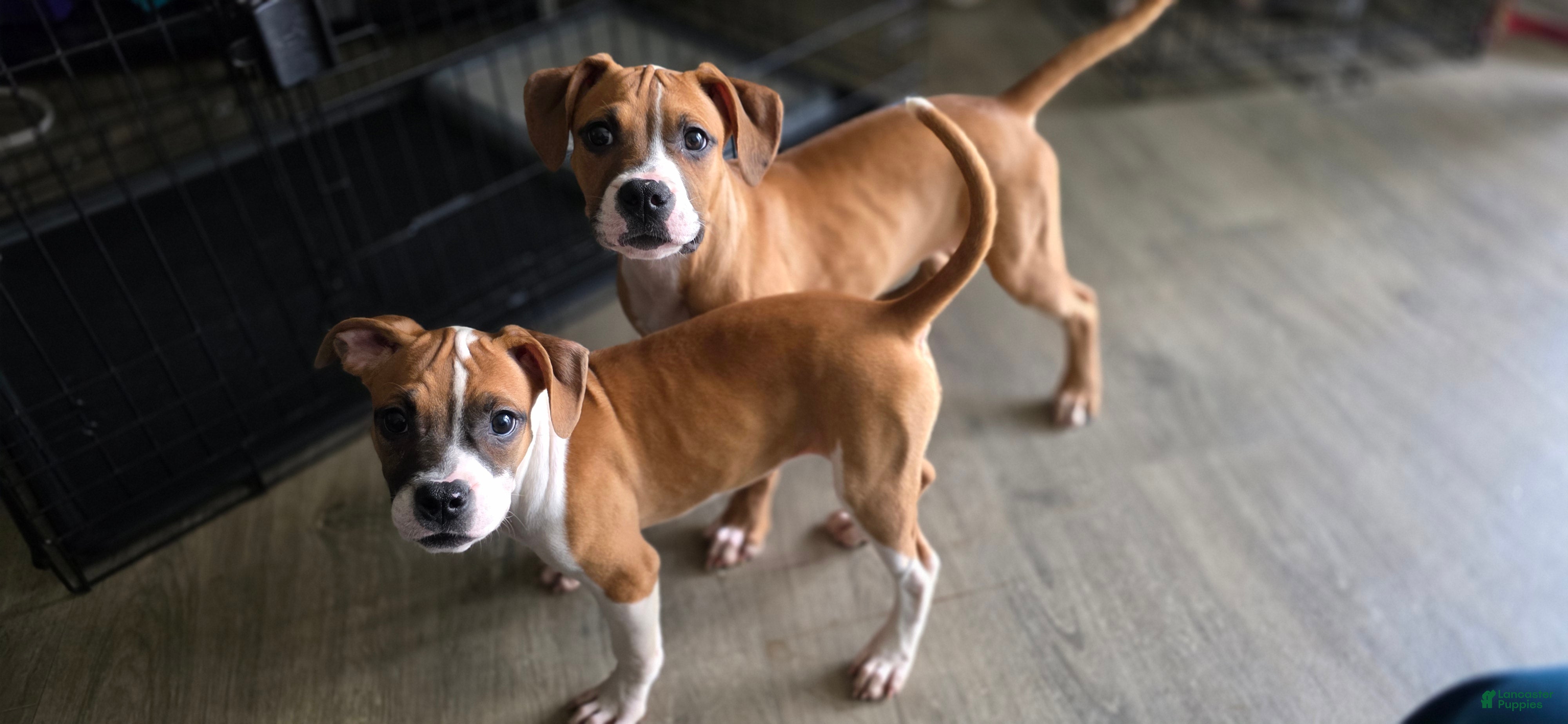 Mixed Breed dogs Sweet Tartz - Ad 2