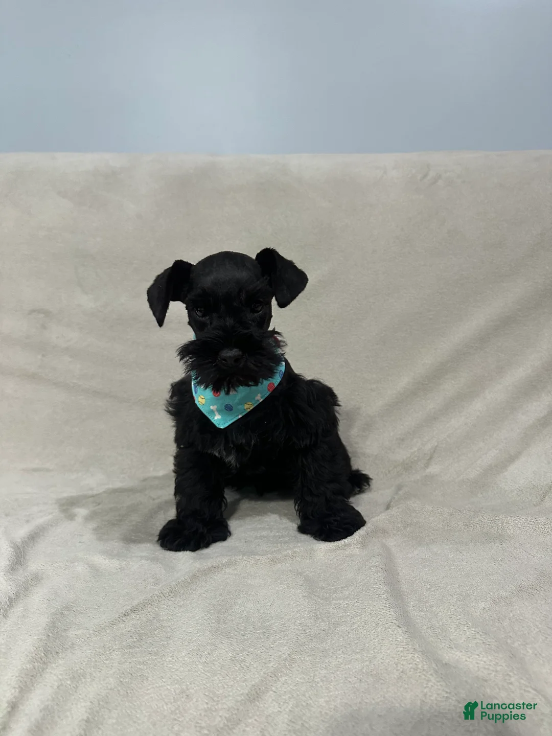 Miniature Schnauzer dogs for sale: Benny - Ad 2