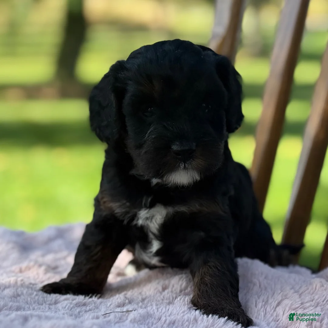 Cavapoo dogs for sale: Remi - Ad 2