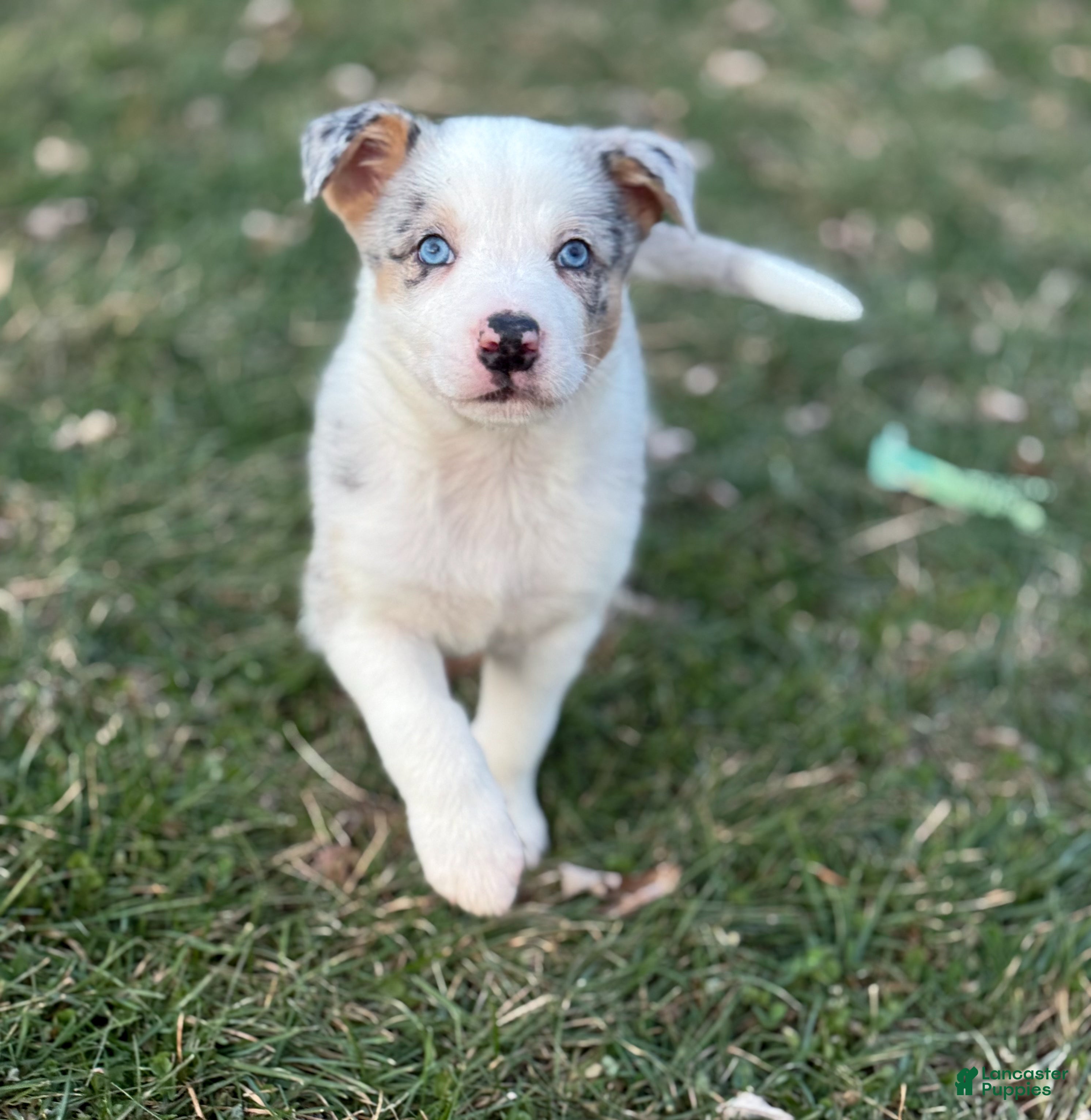 Border Collie dogs Ruger  - Ad 35