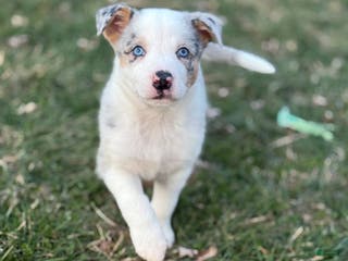 Border Collie dogs Ruger - Ad 35