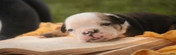 English Bulldog dogs for sale: Riley English Bulldog  - Ad 3