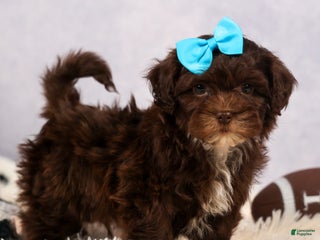 Shihpoo dogs - Ad 31