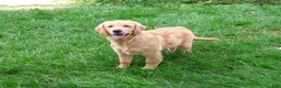 Golden Retriever dogs for sale: Giana - Ad 1