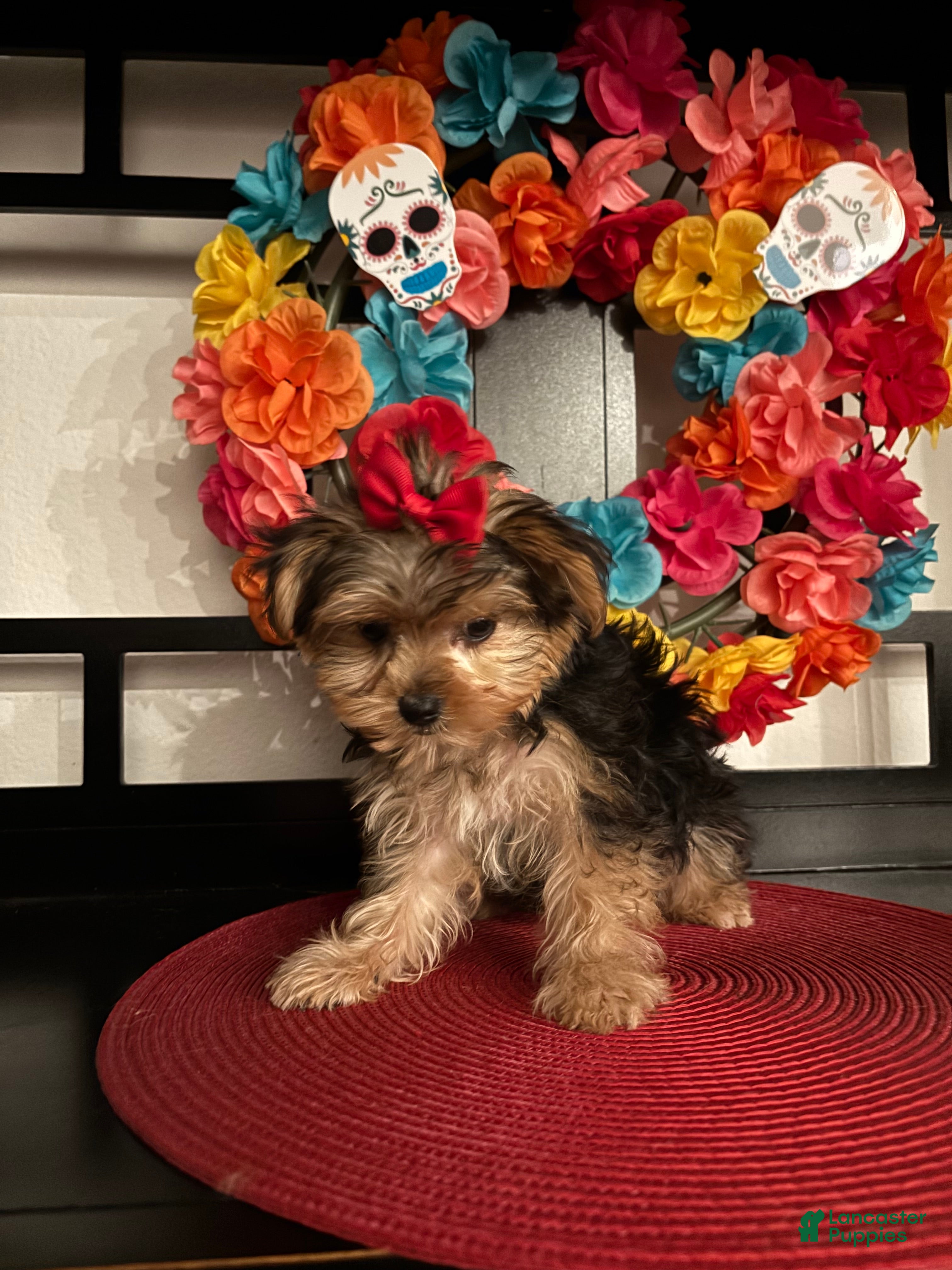 Yorkshire Terrier dogs Yorkshire Terrier Puppy 2 - Ad 11