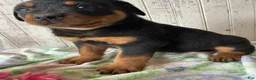 Rottweiler dogs for sale: Nero - Ad 4