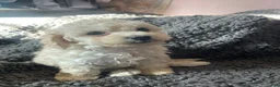 Mixed Breed dogs for sale:  Leo - Ad 8