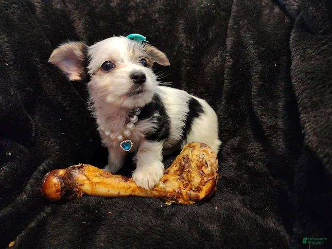 Gallery Image {{count}}