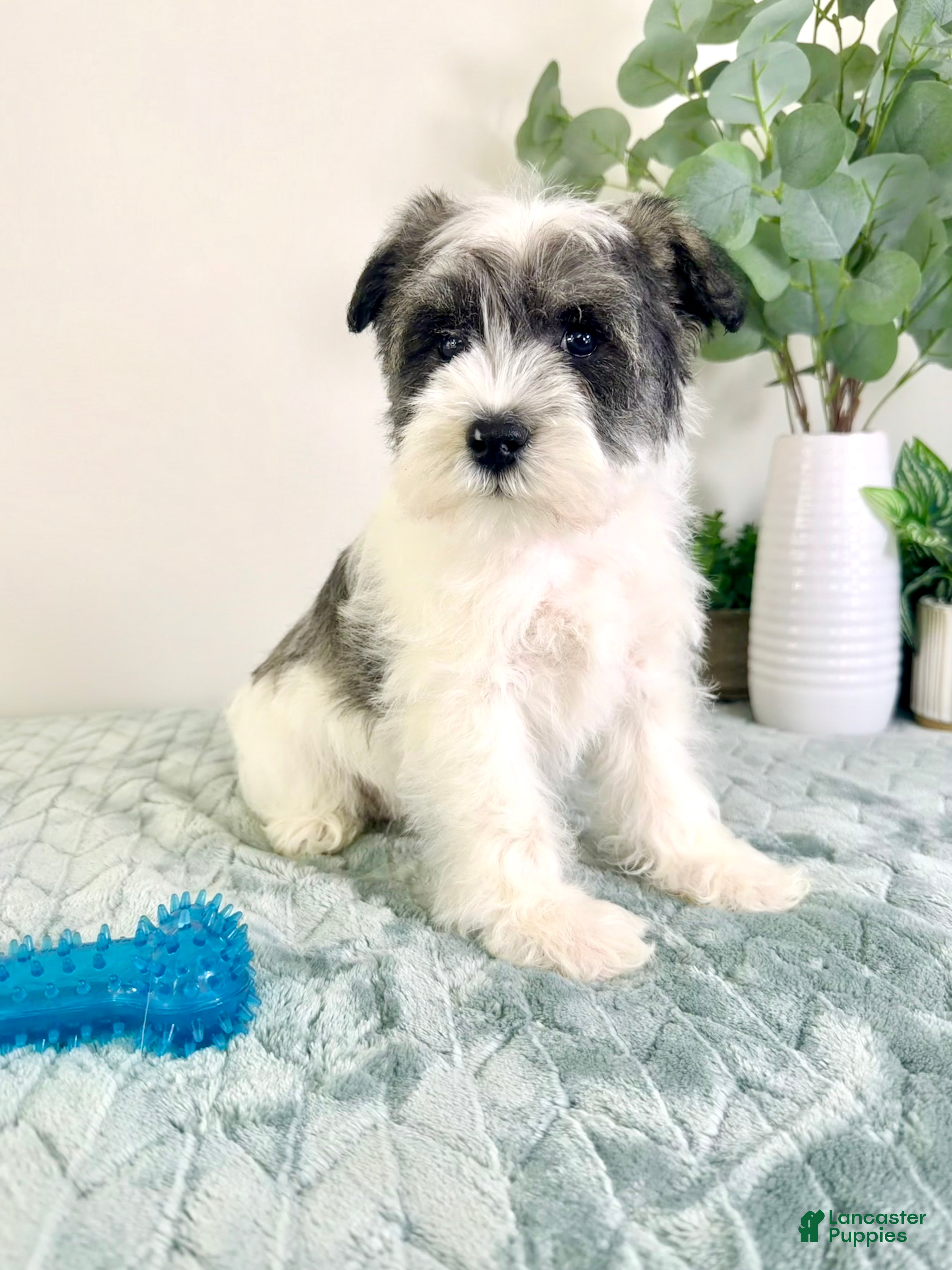 Miniature Schnauzer dogs AKC Sammy - Ad 16