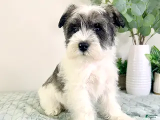 Miniature Schnauzer dogs AKC Sammy - Ad 16