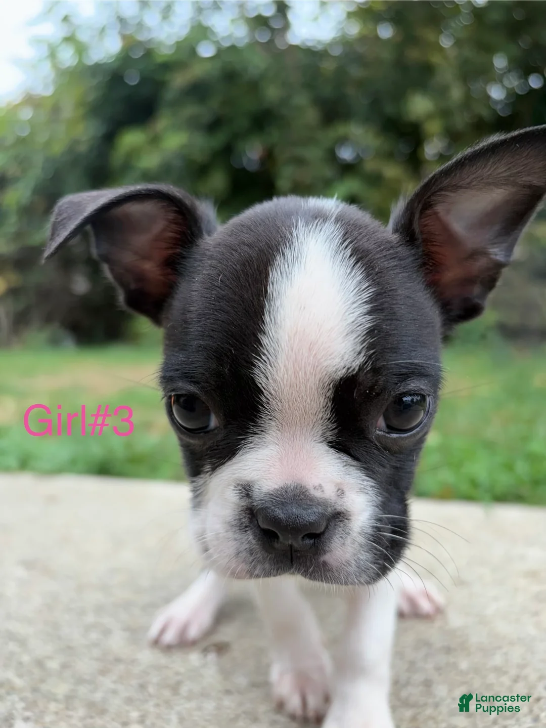 Boston Terrier dogs for sale: Boston Terrier 5 - Ad 2