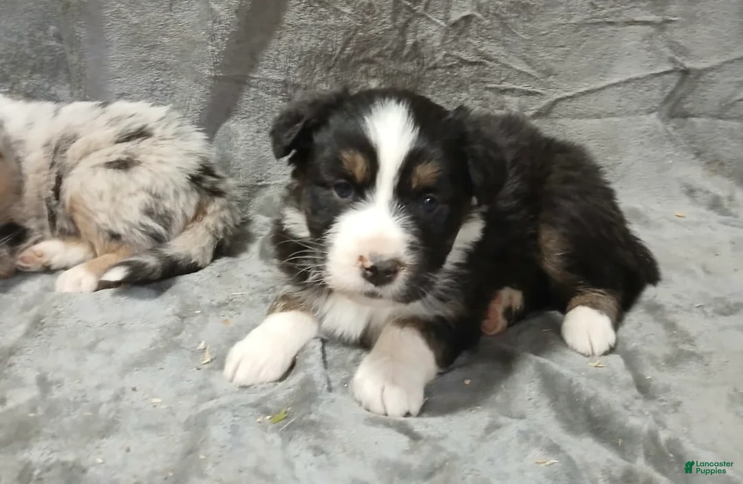 Australian Shepherd dogs for sale: Tara - Ad 3
