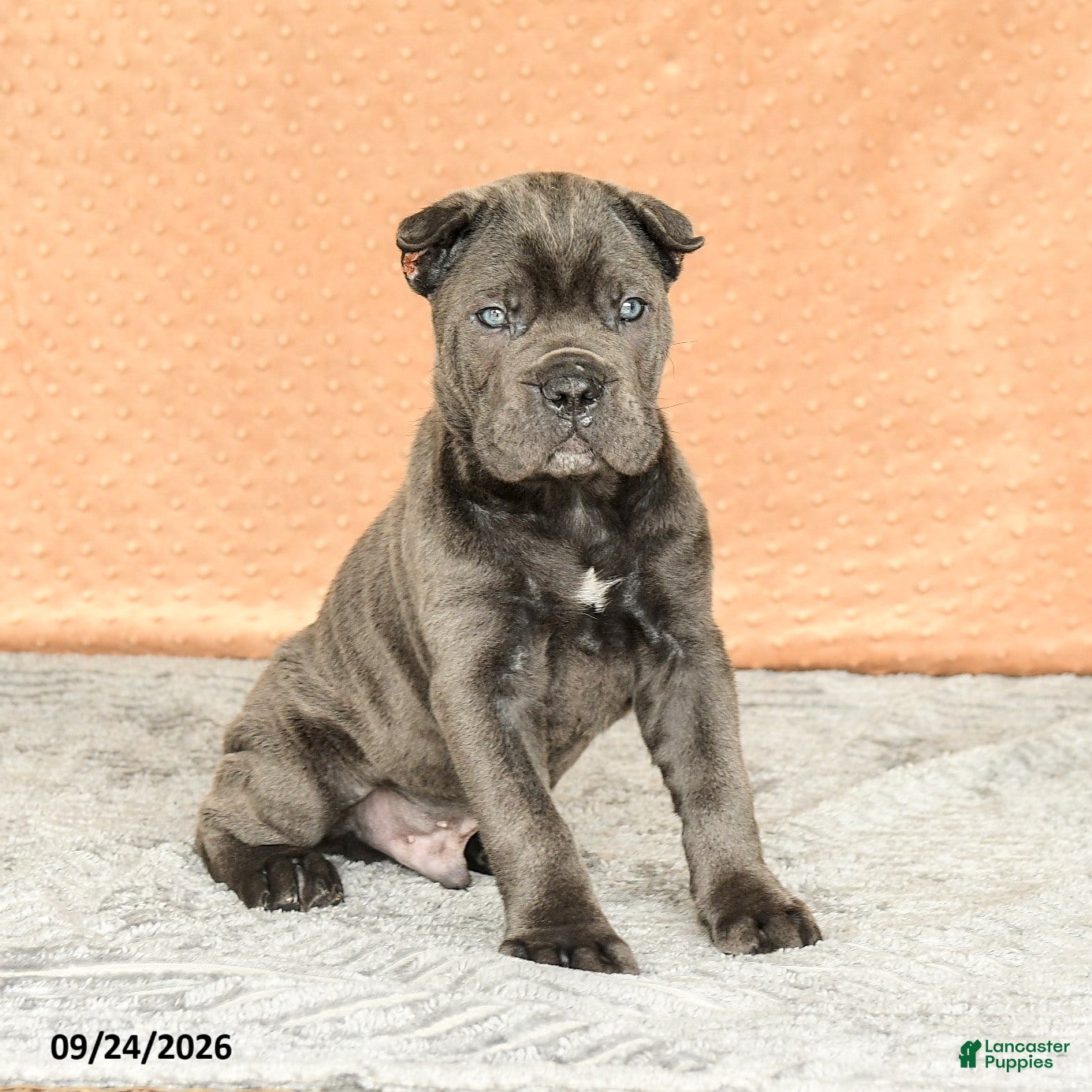 Cane Corso dogs Rocco - Ad 2