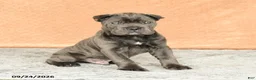 Cane Corso dogs for sale: Rocco - Ad 2