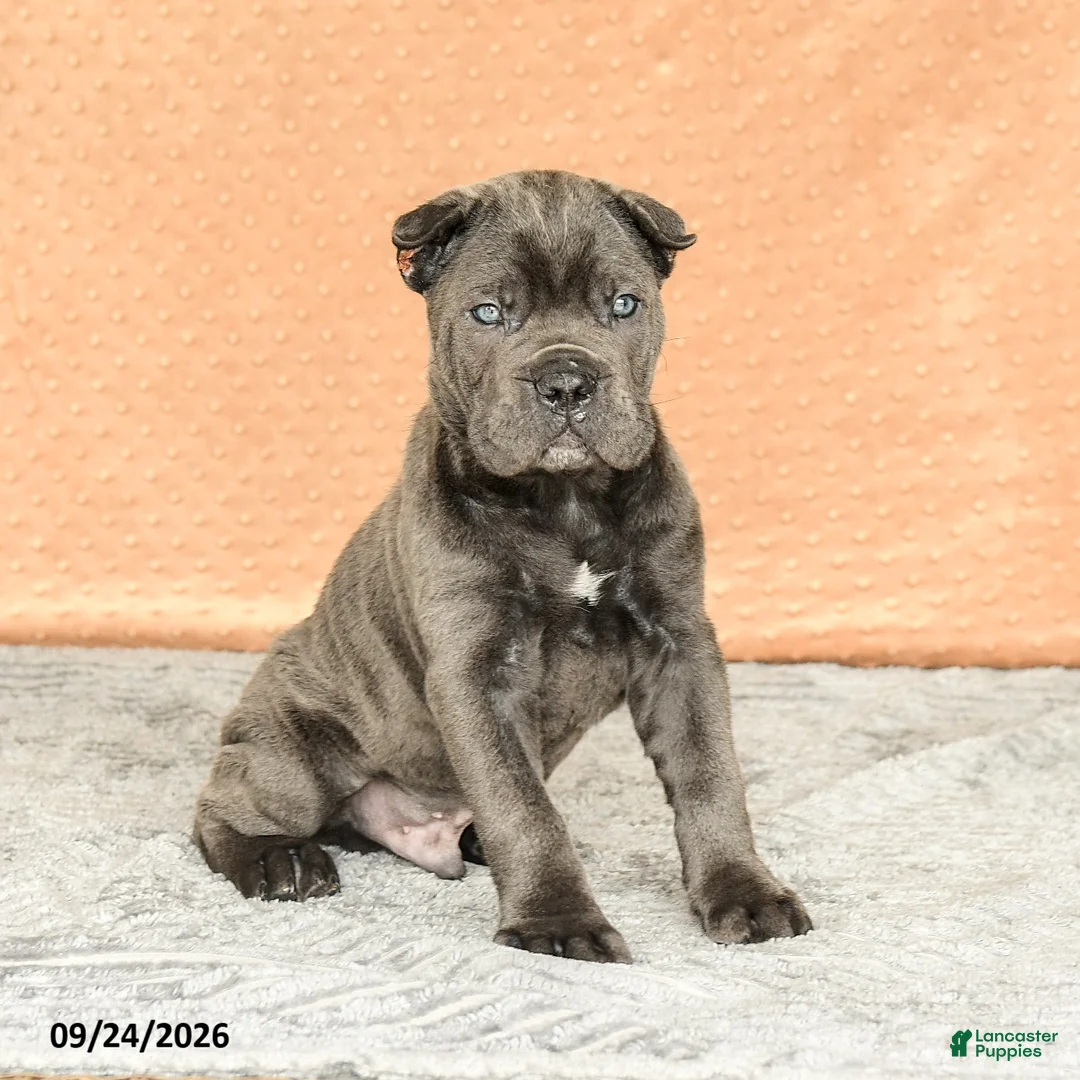 Cane Corso dogs for sale: Rocco - Ad 2