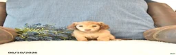 Miniature Dachshund dogs for sale: Sadie - Ad 3