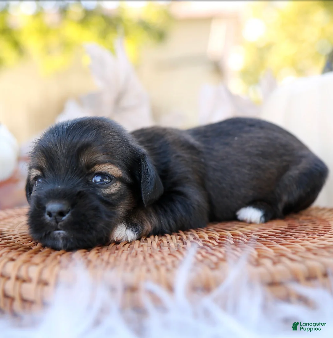 Mixed Breed dogs for sale: Lindsay Shiweenie - Ad 2