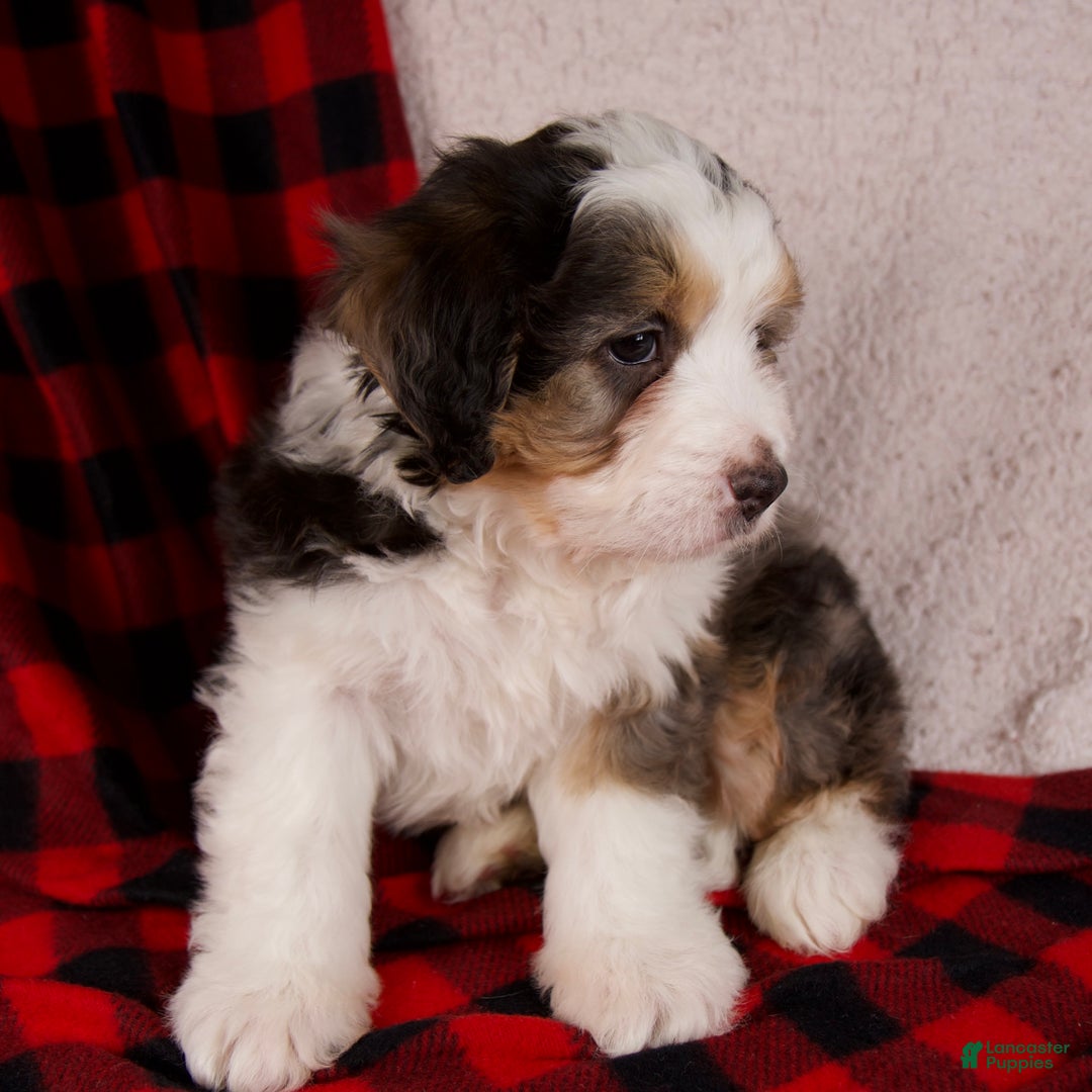 Mini Bernedoodle dogs for sale: Jolly Boy *Potty Training* - Ad 4