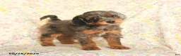 Mini Goldendoodle dogs for sale: Oriana - Ad 4