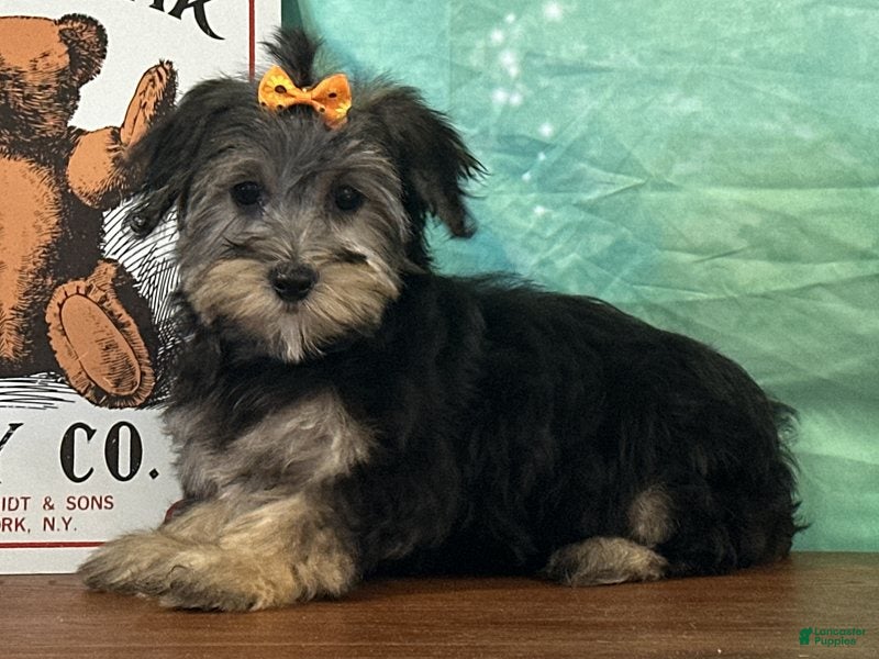 Yochon dogs for sale: Skye - Ad 2