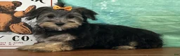 Yochon dogs for sale: Skye - Ad 2