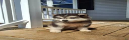 Pomsky dogs for sale: Dante  - Ad 8