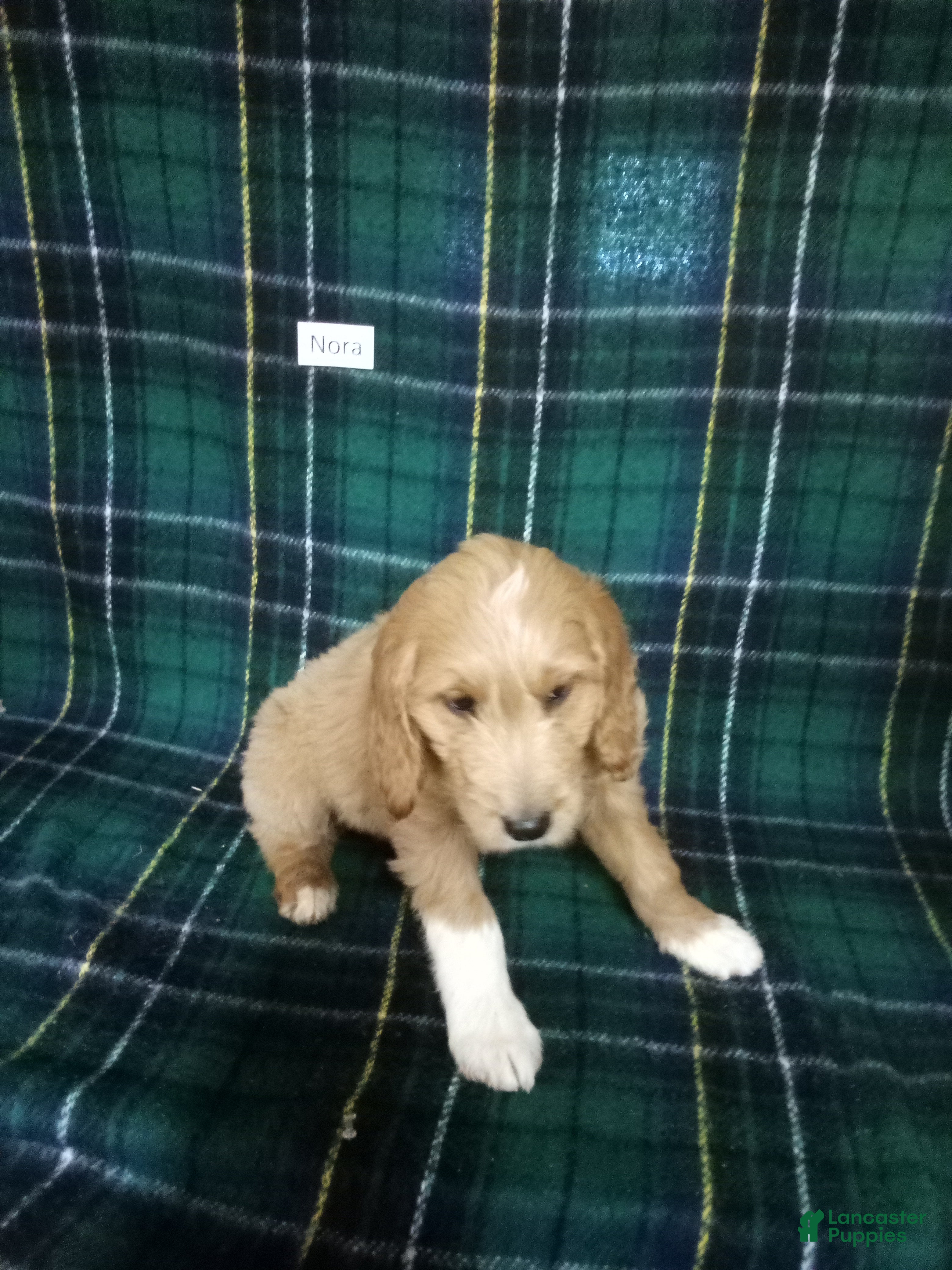 Mixed Breed dogs Nora - Ad 30