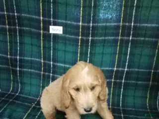 Mixed Breed dogs Nora - Ad 30