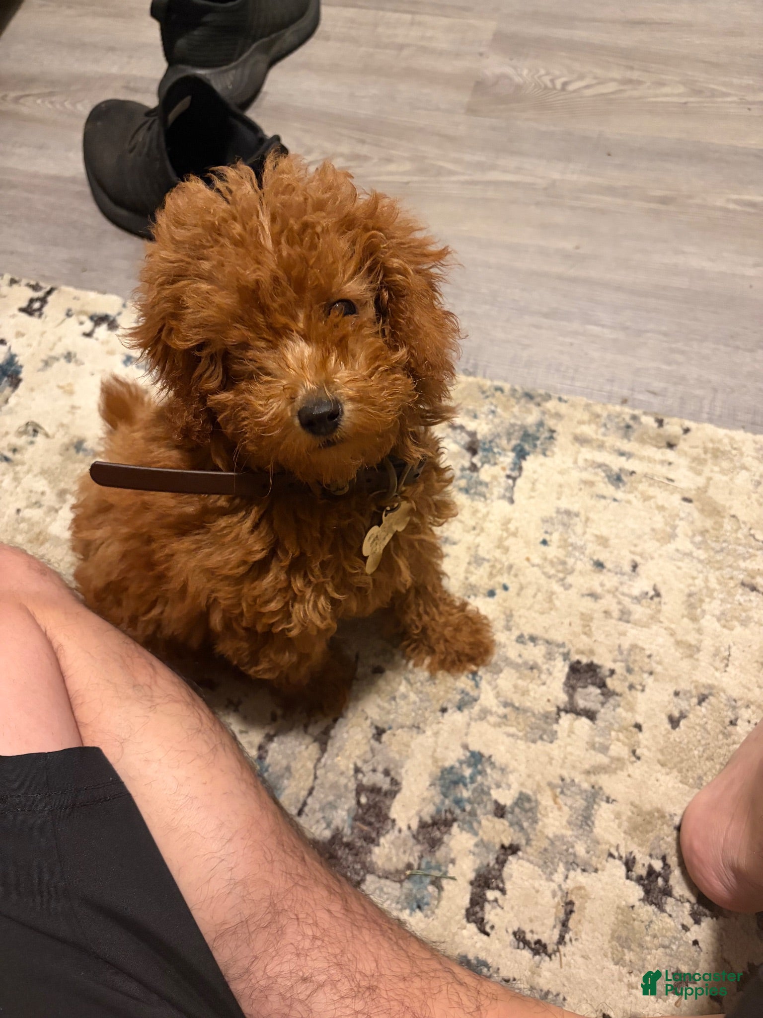 Mini Goldendoodle dogs Mini Goldendoodle 1 - Ad 29