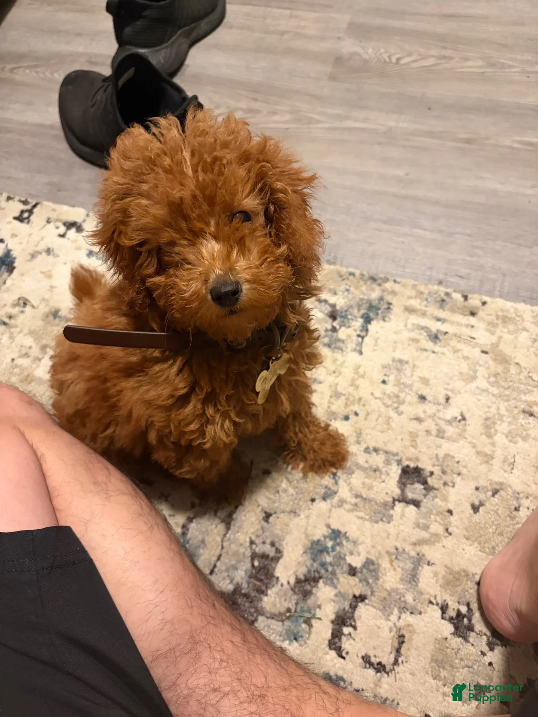 Mini Goldendoodle dogs for sale: Mini Goldendoodle 1 - Ad 1