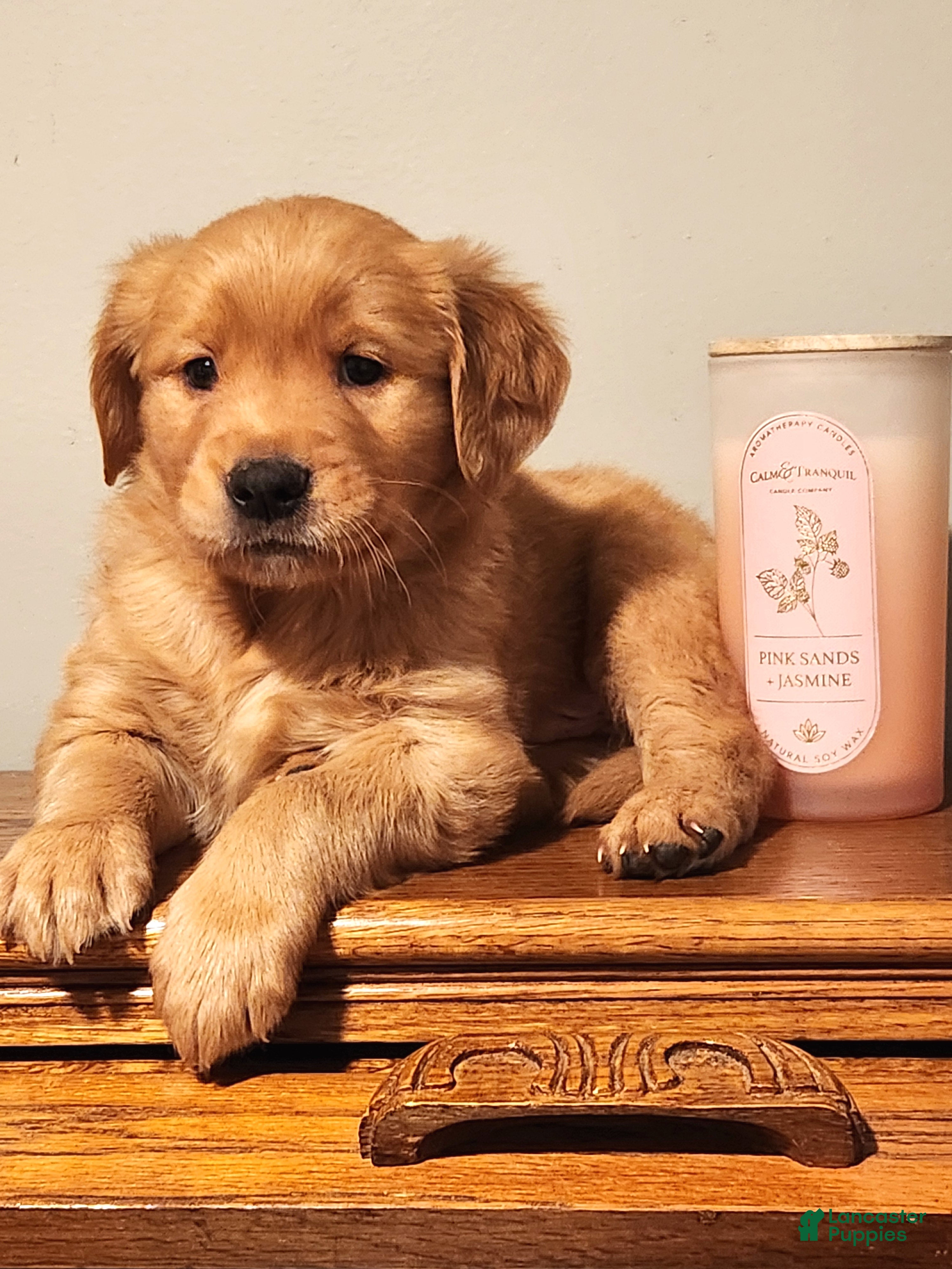 Golden Retriever dogs Randy - Ad 35