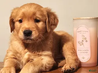 Golden Retriever dogs Randy - Ad 35