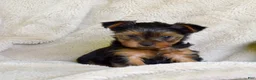 Yorkshire Terrier dogs for sale: Woody - Ad 5
