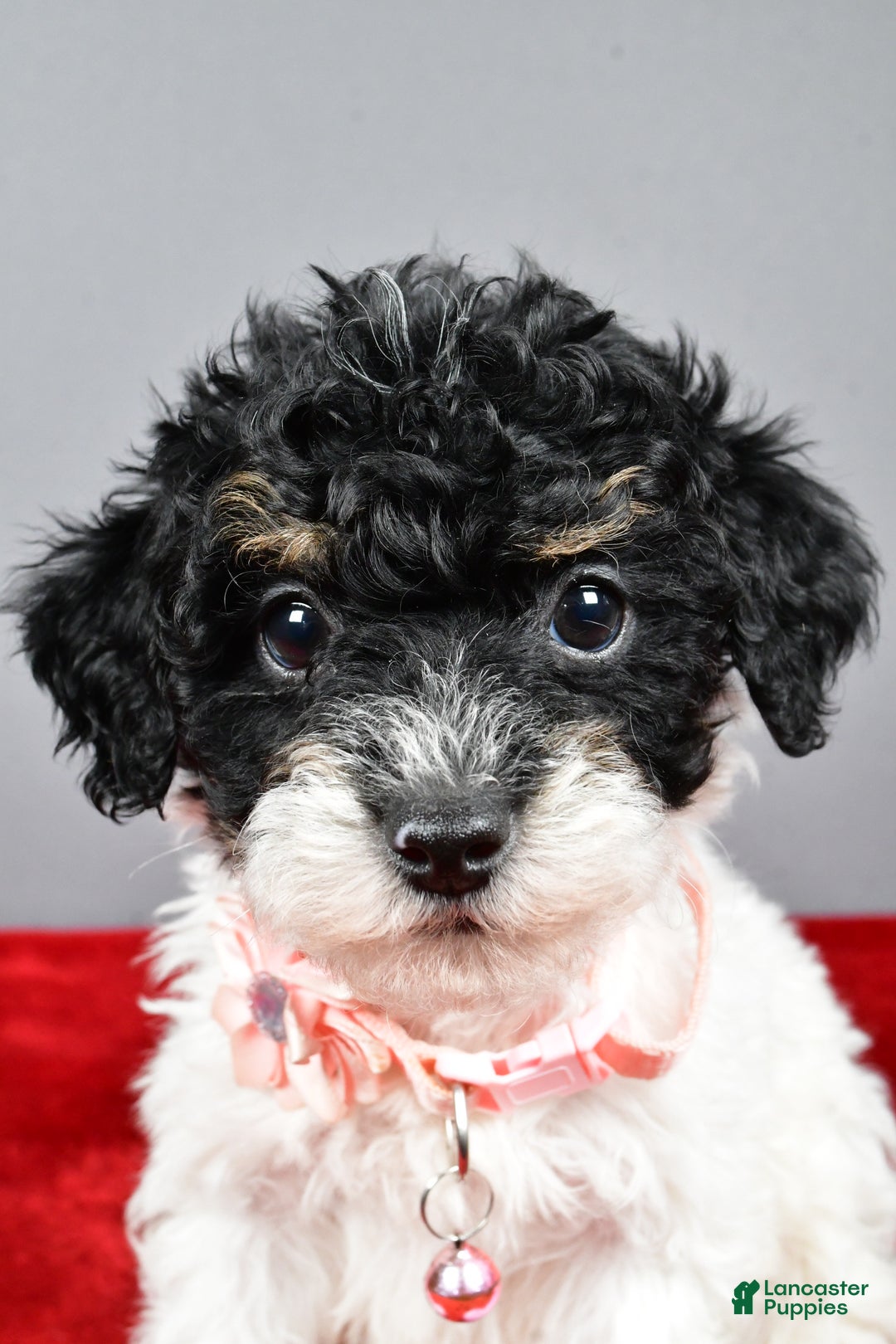 Miniature Poodle dogs for sale: Amanda - Ad 11