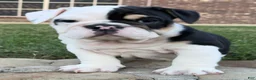 English Bulldog dogs for sale: Marley - Ad 4