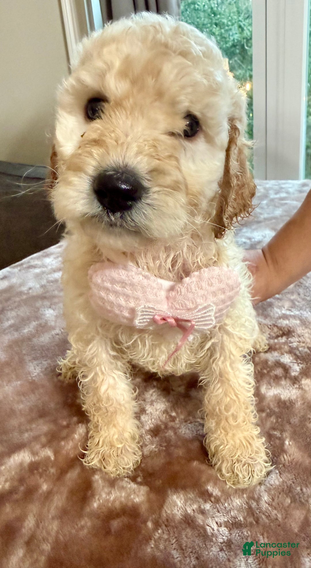 Standard Poodle dogs for sale: Standard Poodle Puppy 2 - Ad 5