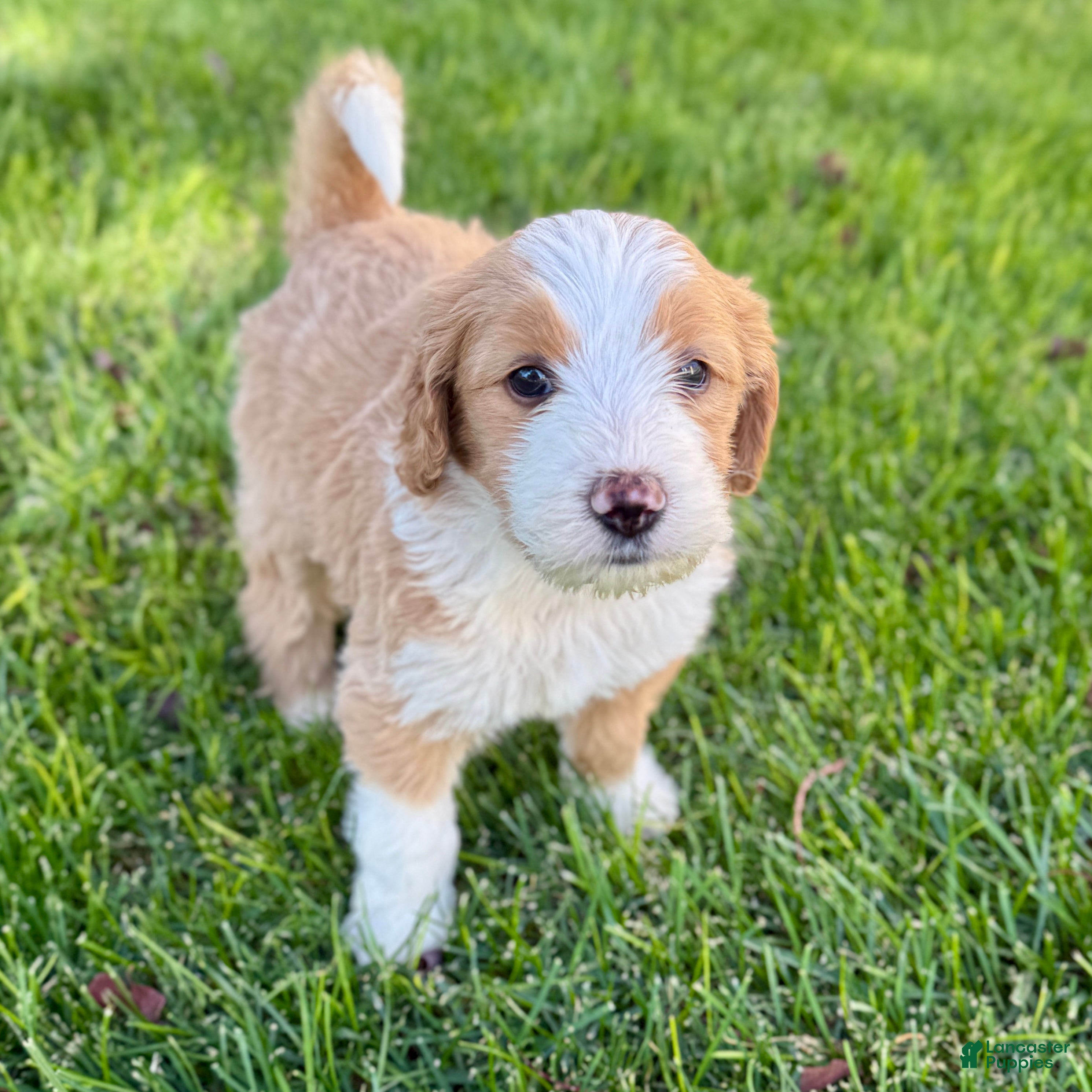 Bernedoodle dogs Chucky - Ad 2