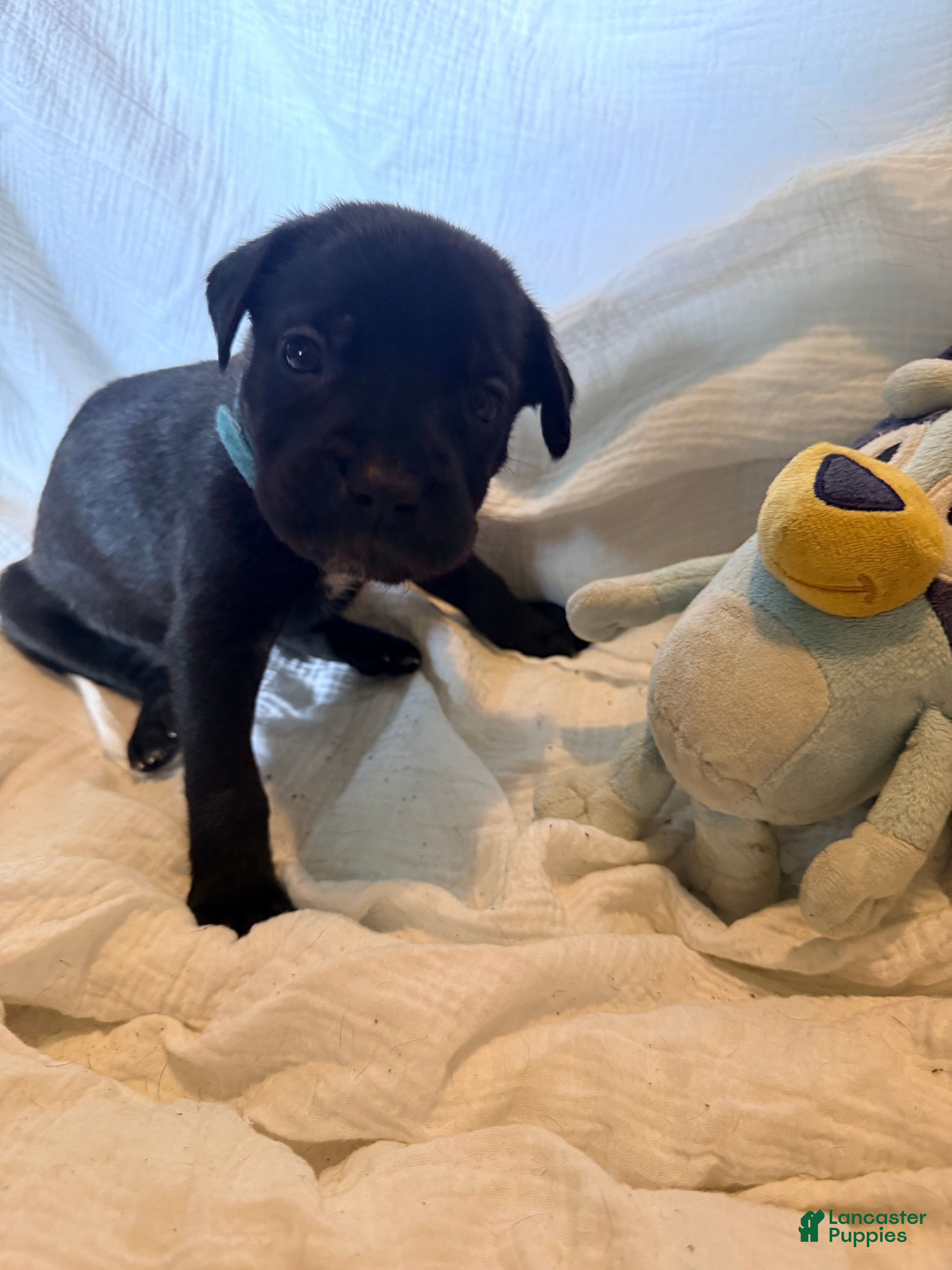 Cane Corso dogs Rufus AKC blue collar - Ad 6