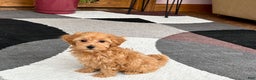 Maltipoo dogs for sale: Maltipoo Puppy 3 male - Ad 3